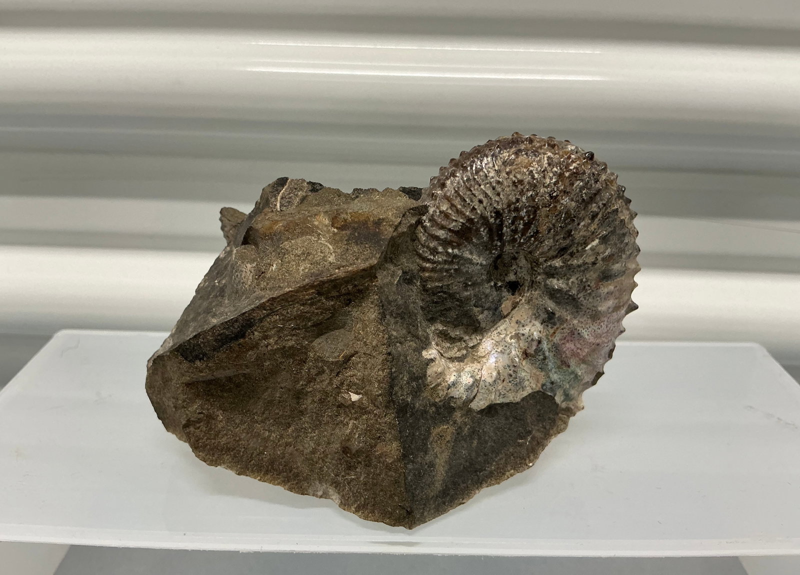 Ammonite Fossil Iridescent Shell - 4