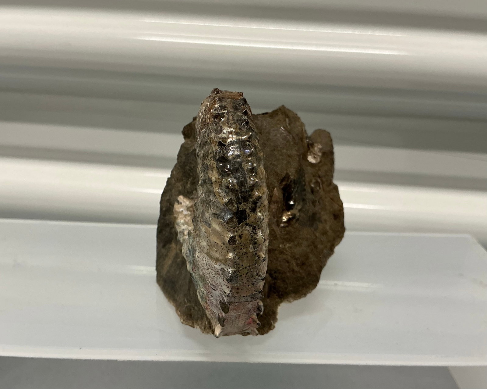 Ammonite Fossil Iridescent Shell - 5