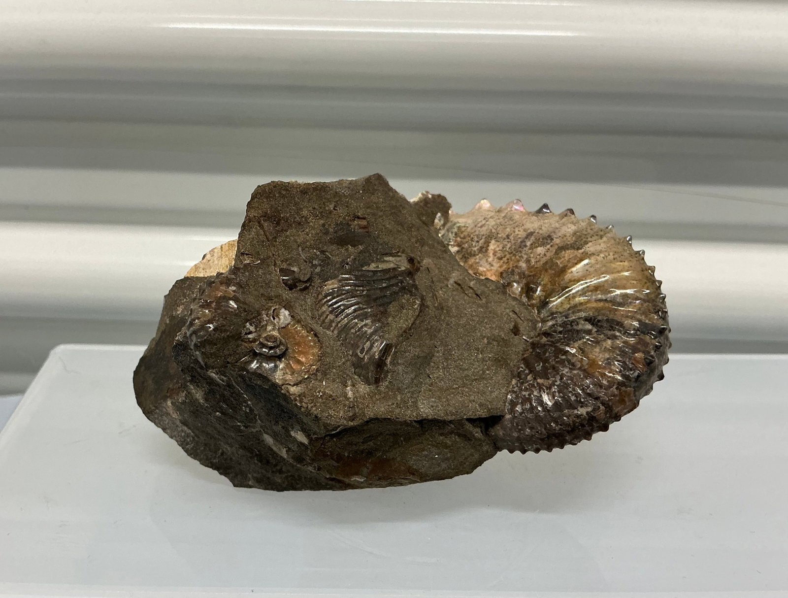 Ammonite Fossil Iridescent Shell - 6
