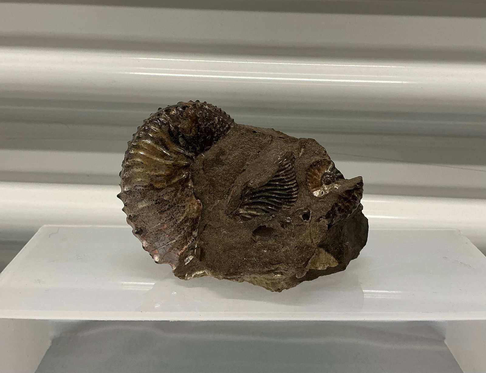 Ammonite Fossil Iridescent Shell - 7