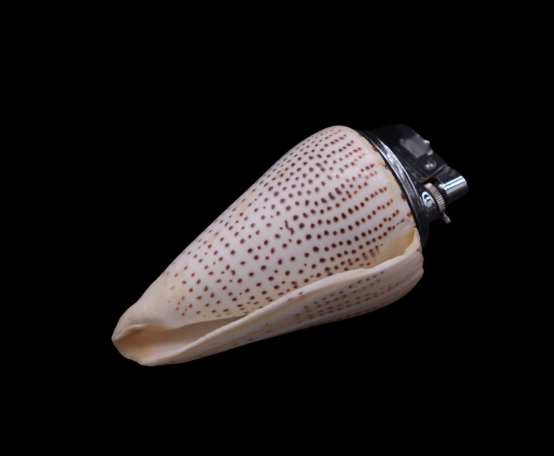 Unique Vintage Seashell Tabletop Lighter With Blitz Insert (1 of 5)
