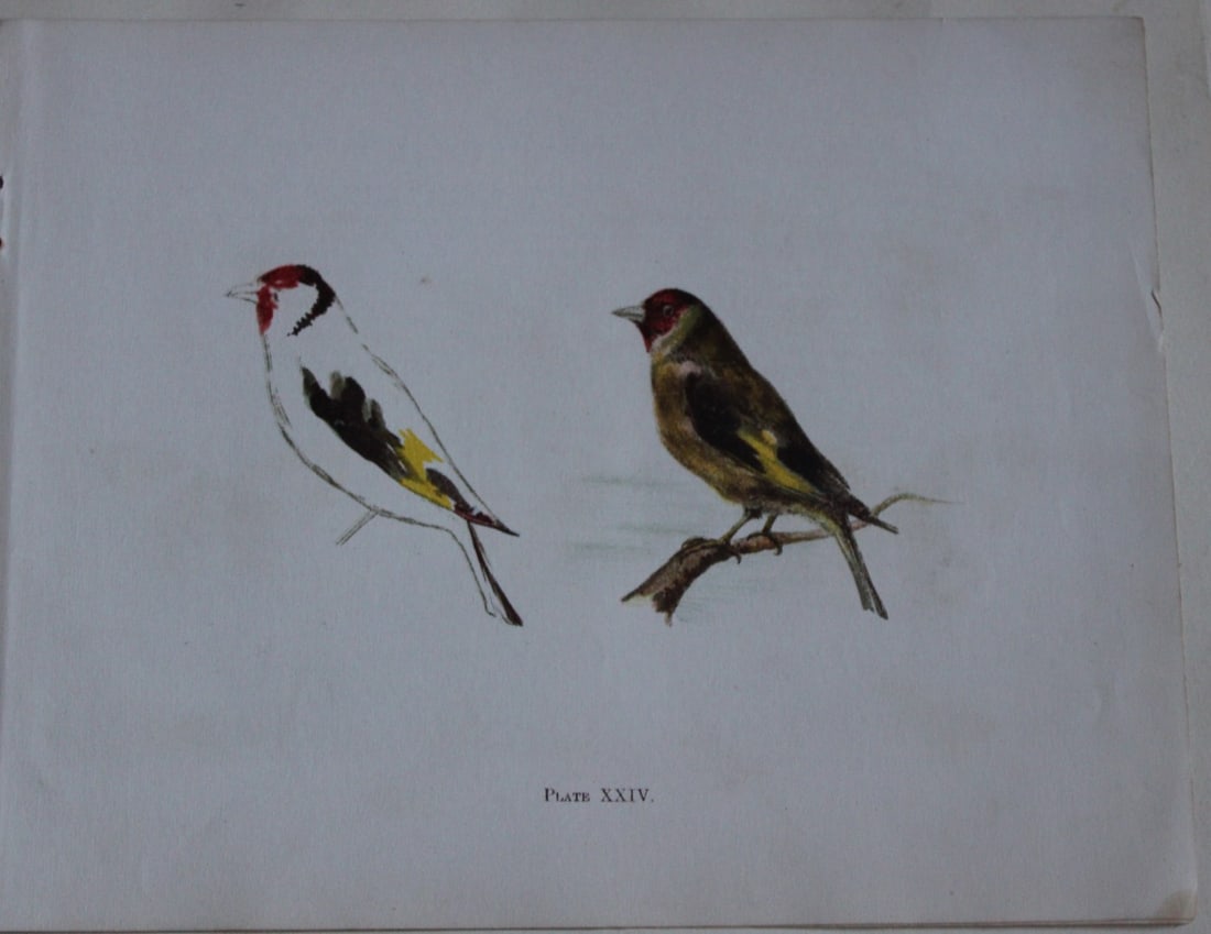 Goldfinch by Elizabeth Yeats 1898: This rare beautiful chromolithograph is from Brushwork Studies of Flowers, Fruit, and Animals by Elizabeth Corbet Yeats, published by George Philip & Son, London 1898.Elizabeth Corbett Yeats (1868-194