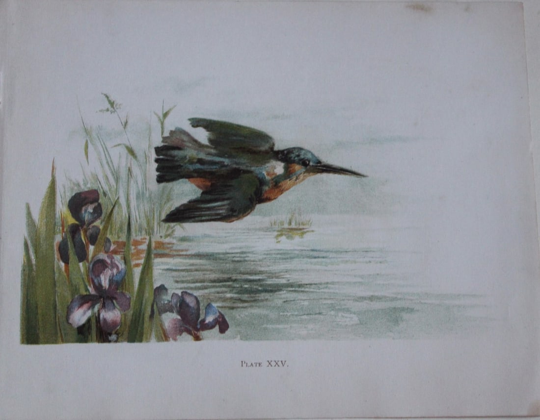 Kingfisher by Elizabeth Yeats 1898: This rare beautiful chromolithograph is from Brushwork Studies of Flowers, Fruit, and Animals by Elizabeth Corbet Yeats, published by George Philip & Son, London 1898.Elizabeth Corbett Yeats (1868-194