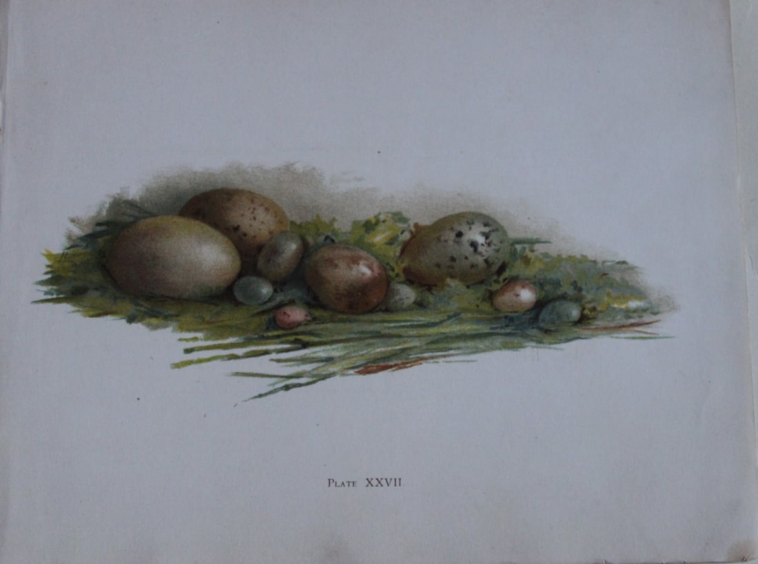 Bird's eggs by Elizabeth Yeats 1898: This rare beautiful chromolithograph is from Brushwork Studies of Flowers, Fruit, and Animals by Elizabeth Corbet Yeats, published by George Philip & Son, London 1898.Elizabeth Corbett Yeats (1868-194