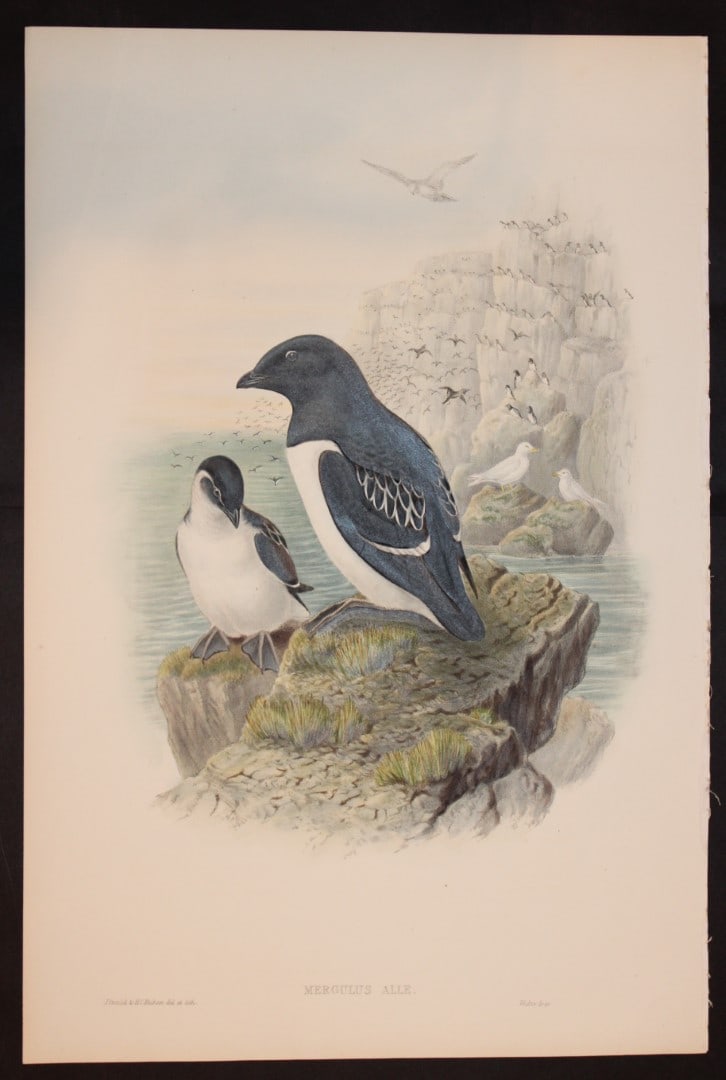 Gould Birds of GB - Little Auk (1 of 2)