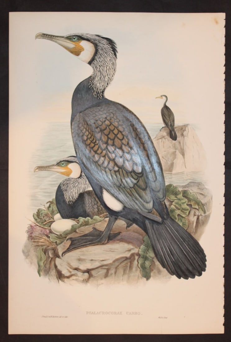 Gould Birds of GB - Cormorant (1 of 2)