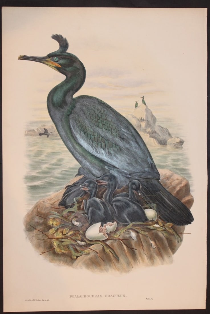 Gould Birds of GB - Crested Cormorant or Shag (1 of 2)
