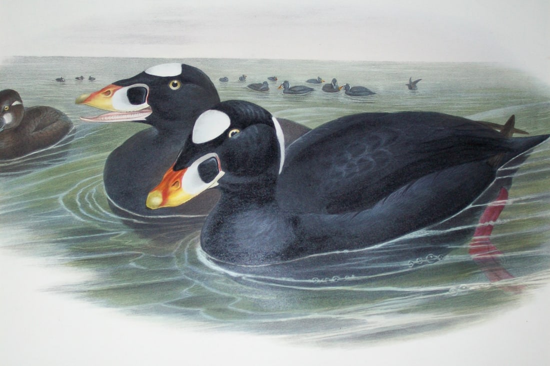 Gould Birds of GB - Surf-Scoter (1 of 3)