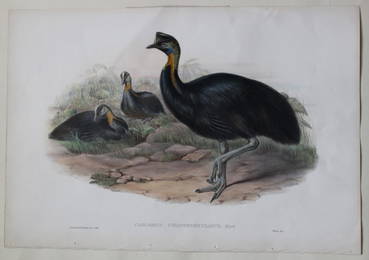 Rare Gould Birds of Aust. - One-carunculated Cassowary