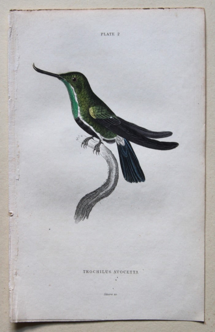 Avocet Billed Humming Bird Hummingbird by Lizars 1833: This hand-coloured engraving of a Avocet Billed Hummingbird or Trochilus avocetta is from The Natural History of Humming Birds Part 2 of The Naturalist's Library by Sir William Jardine, Bart and engra