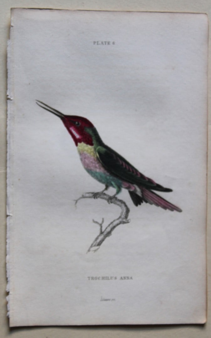 Duchess of Rivoli's Hummingbird by WH Lizars 1833: This hand-coloured engraving of the Duchess of Rivoli's Hummingbird or Trochilus Anna is from The Natural History of Humming Birds Part 1 of The Naturalist's Library by Sir William Jardine, Bart and e