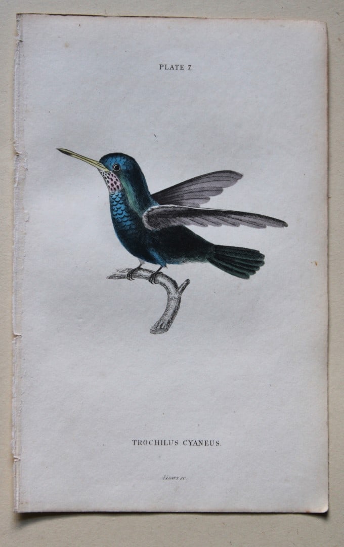 The Blue-Green Hummingbird by WH Lizars 1833: This hand-coloured engraving of The Blue-Green Hummingbird or Trochilus cyaneus is from The Natural History of Humming Birds Part 1 of The Naturalist's Library by Sir William Jardine, Bart and engrave