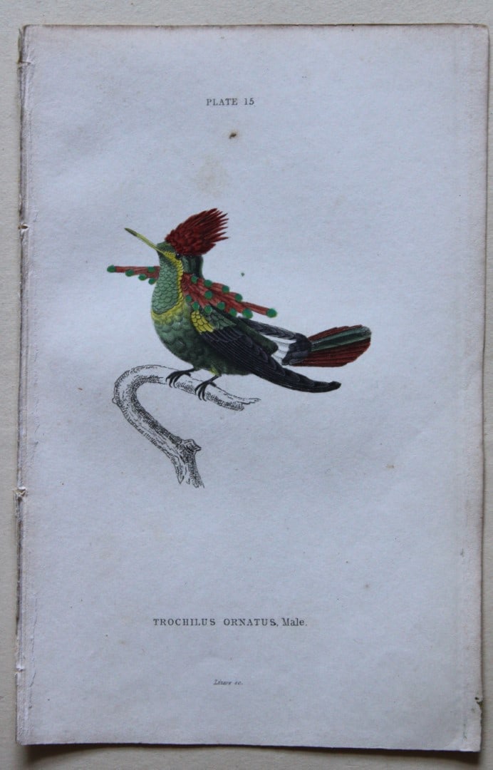 Tufted-necked Hummingbird by WH Lizars 1833: This hand-coloured engraving of a male Tufted-necked Hummingbird or Trochilus ornatus is from The Natural History of Humming Birds Part 2 of The Naturalist's Library by Sir William Jardine, Bart and e
