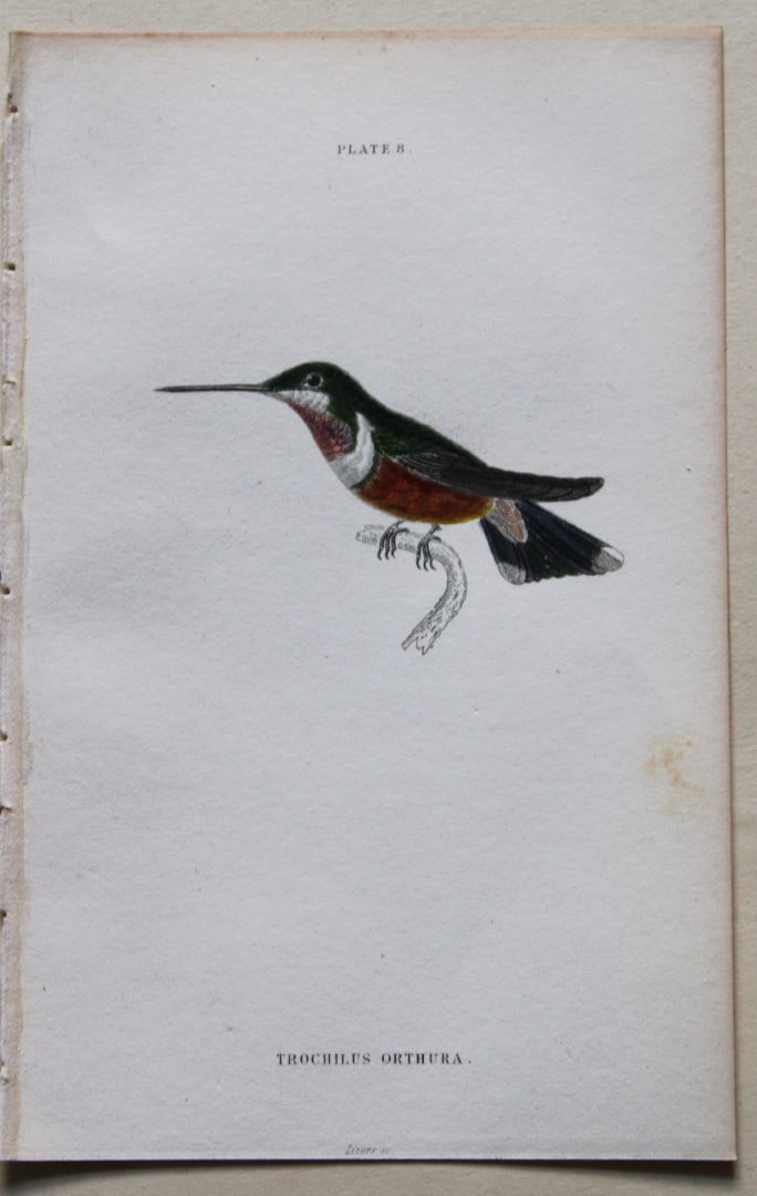 Even-tailed Amethystine Hummingbird by WH Lizars 1833: This hand-coloured engraving of a Even-tailed Amethystine Hummingbird or Trochilus orthura is from The Natural History of Humming Birds Part 2 of The Naturalist's Library by Sir William Jardine, Bart