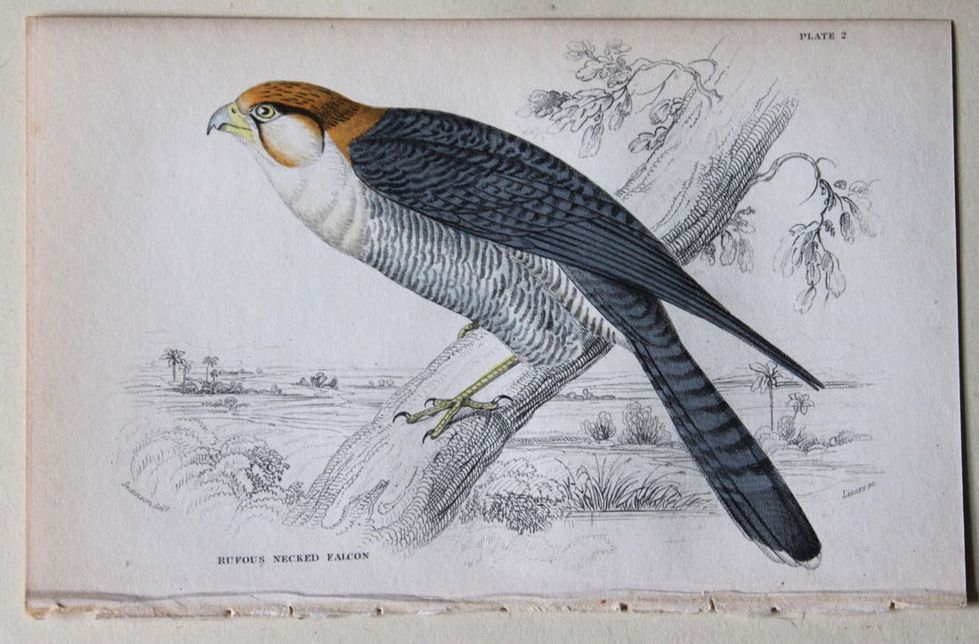 Rufous-necked Falcon by William Swainson 1837: This hand-coloured engraving of a Rufous-necked Falcon or Falco ruficollis is from William Swainson’s Birds of Western Africa from The Naturalist's Library series edited by Sir William Jardine,