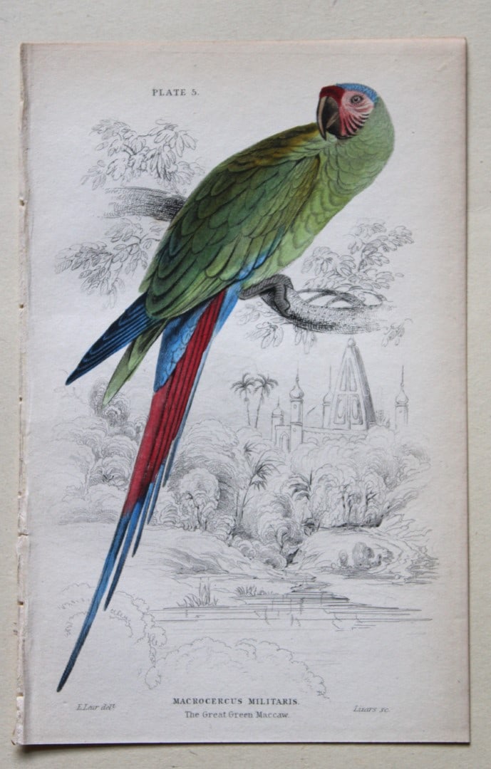 The Great Green Maccaw by Edward Lear 1836: This fine original hand-coloured steel engraving of the The Great Green Maccaw or Macrocercus militaris is from Parrots, Volume X of the Naturalist’s Library series, published by Chatto & Windus