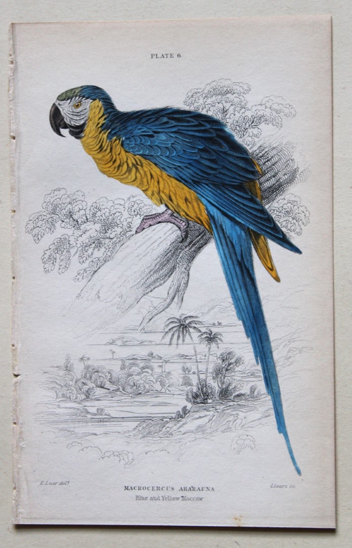 Blue and Yellow Maccaw by Edward Lear 1836: This fine original hand-coloured steel engraving of the Blue and Yellow Maccaw or Macrocercus ararauna is from Parrots, Volume X of the Naturalist’s Library series, published by Chatto & Windus,