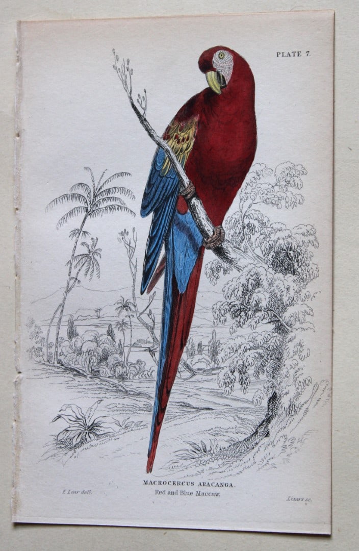 Red and Blue Maccaw by Edward Lear 1836: This fine original hand-coloured steel engraving of the Red and Blue Maccaw or Macrocercus Aracanga is from Parrots, Volume X of the Naturalist’s Library series, published by Chatto & Windus, Lo