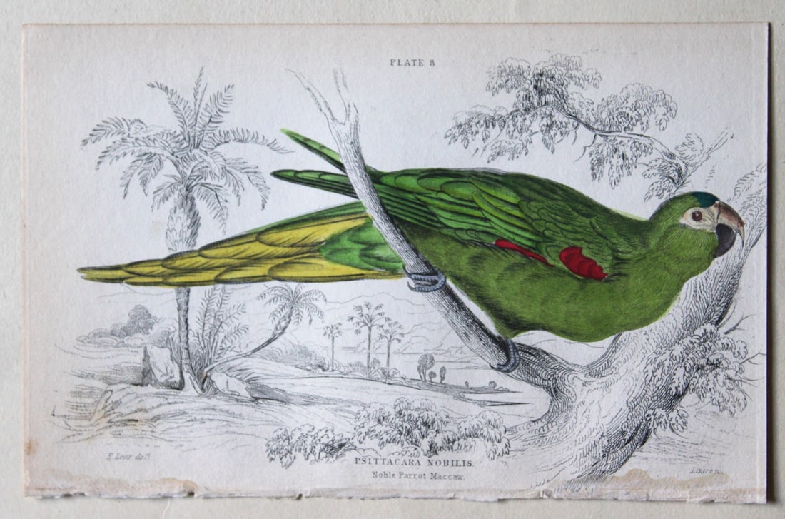Noble Parrot Maccaw by Edward Lear 1836: This fine original hand-coloured steel engraving of the Noble Parrot Maccaw or Psittacus nobilis is from Parrots, Volume X of the Naturalist’s Library series, published by Chatto & Windus, Londo