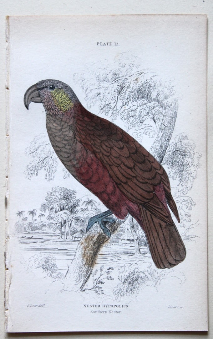 Southern Nestor by Edward Lear 1836: This fine original hand-coloured steel engraving of the Southern Nestor or Nestor hypopolius is from Parrots, Volume X of the Naturalist’s Library series, published by Chatto & Windus, London 18