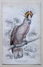 Tricolour-crested Cockatoo by Edward Lear 1836