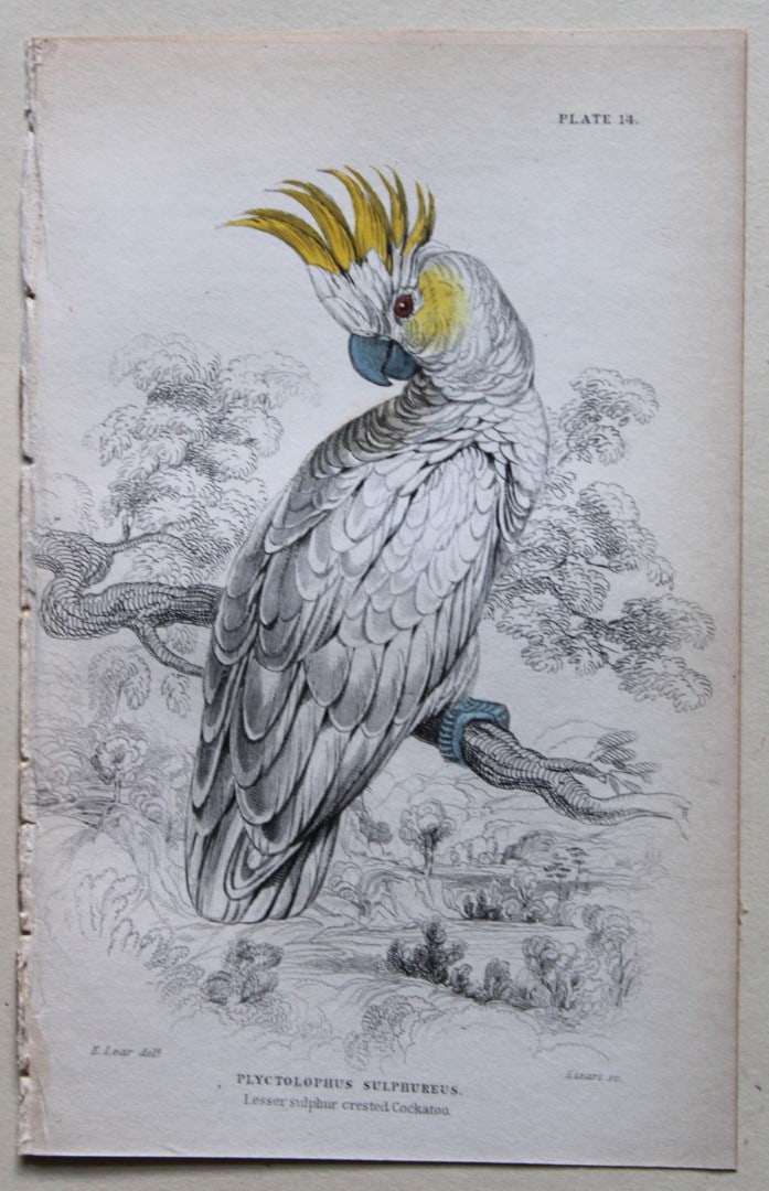 Lesser Sulphur-crested Cockatoo by Edward Lear 1836: This fine original hand-coloured steel engraving of the Lesser Sulphur-crested Cockatoo or Plyctolophus sulphureus is from Parrots, Volume X of the Naturalist’s Library series, published by Chat