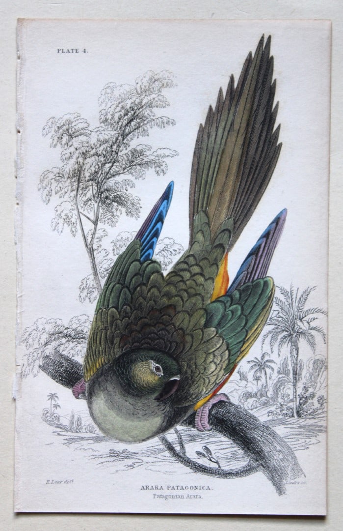 Patagonian Arara by Edward Lear 1836: This fine original hand-coloured steel engraving of the Patagonian Arara or Arara Patagonica is from Parrots, Volume X of the Naturalist’s Library series, published by Chatto & Windus, London 18