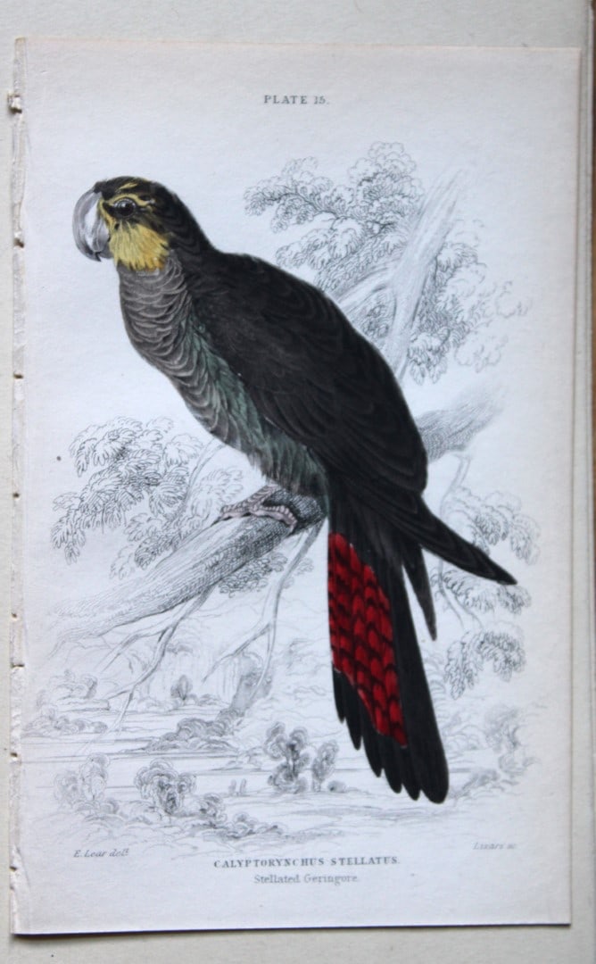 Stellated Geringore by Edward Lear 1836: This fine original hand-coloured steel engraving of the Stellated Geringore or Calyptorynchus stellatus is from Parrots, Volume X of the Naturalist’s Library series, published by Chatto & Windus