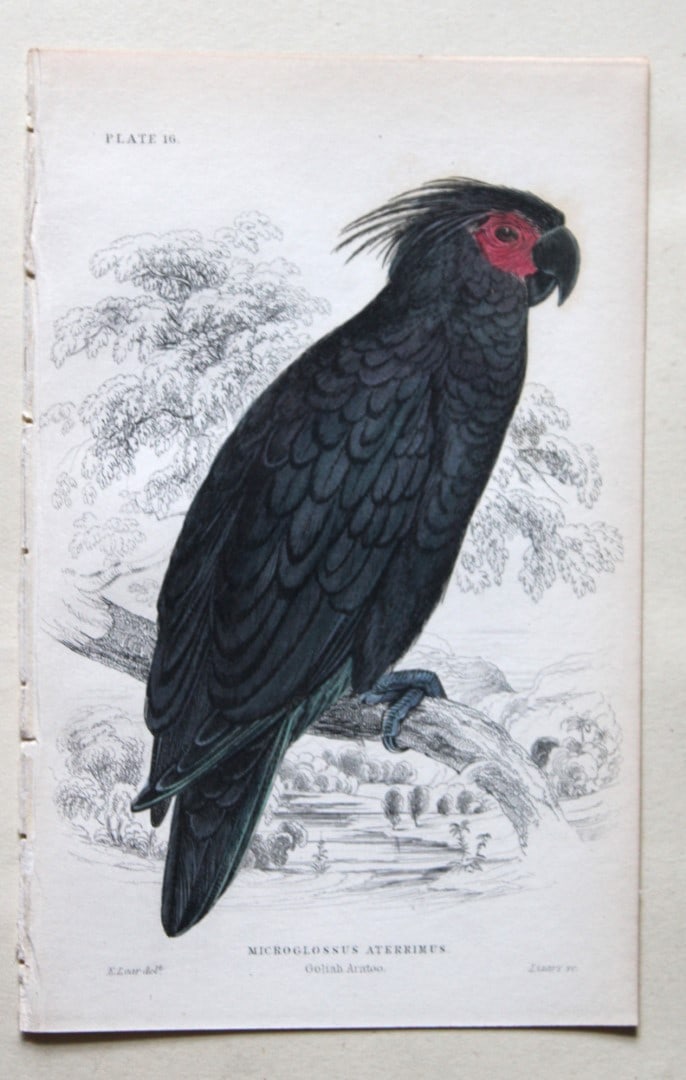 Goliah Aratoo by Edward Lear 1836: This fine original hand-coloured steel engraving of the Goliah Aratoo or Microglossus aterrimus is from Parrots, Volume X of the Naturalist’s Library series, published by Chatto & Windus, London