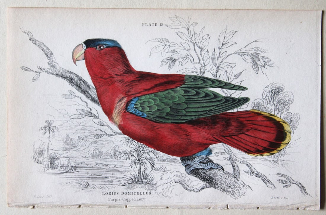 Purple-capped Lory  by Edward Lear 1836 (1 of 1)