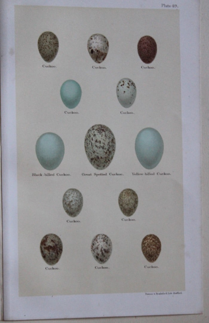 Cuckoo eggs by Henry Seebohm 1896: This original chromolithograph is from the last work of the noted British ornithologist Henry Seebohm - Coloured Figures of the Eggs of British Birds (1896). Seebohm was born in Bradford, England. He 