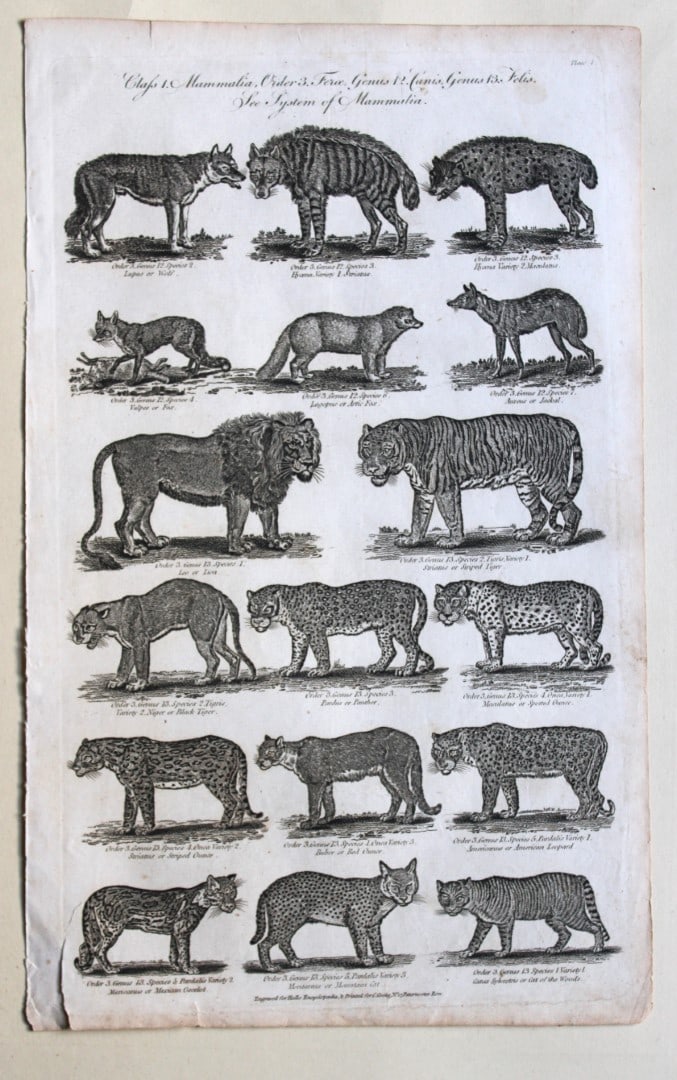 Mammalia - Cats engraving by WH Hall 1788 (1 of 1)