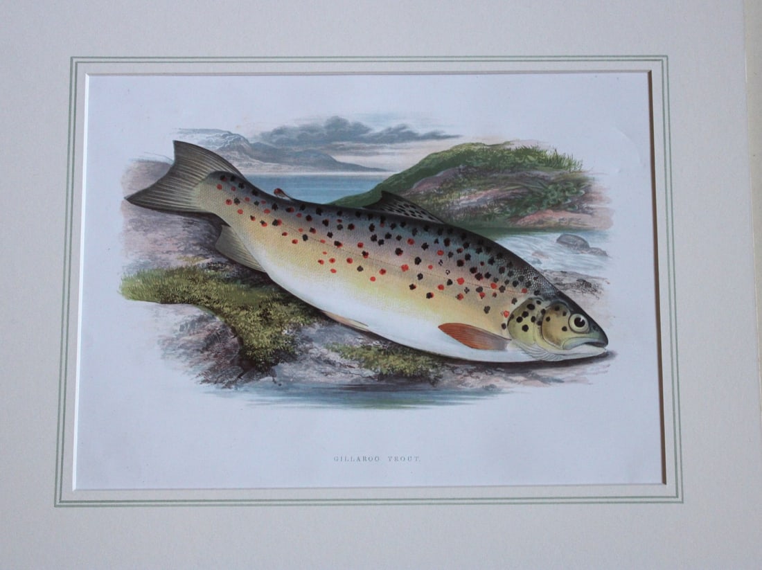 Gilleroo Trout by Rev. W. Houghton 1895: This print of the Gilleroo is from British Fresh-Water Fishes by the Rev. William Houghton. Printed by Benjamin Fawcett and published by William MacKenzie of London in 1895.Original 129 year old hand-