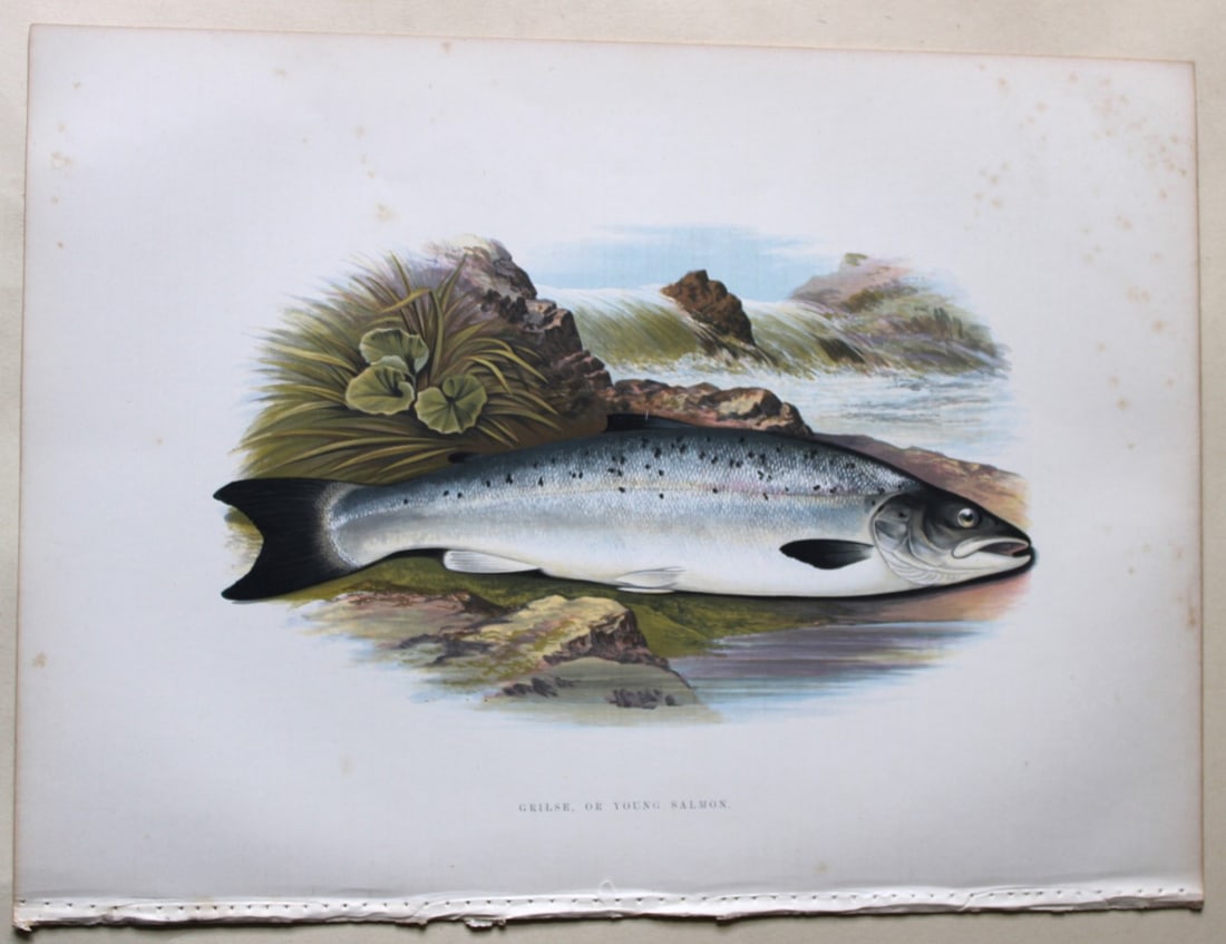 Grisle or young salmon by Rev. W. Houghton 1895 (1 of 2)