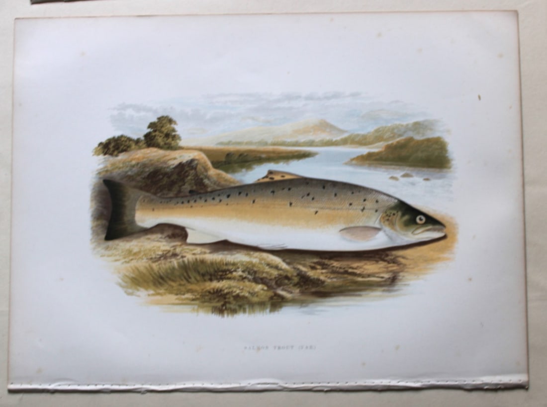 Salmon Trout (Var) by Rev. W. Houghton 1895: This print of the Salmon Trout (Var) is from British Fresh-Water Fishes by the Rev. William Houghton. Printed by Benjamin Fawcett and published by William MacKenzie of London in 1895.Original 144 year