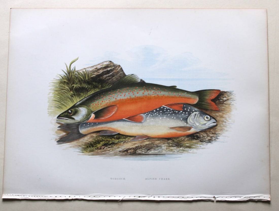 Torgoch Charr & Alpine Charr by Rev. W. Houghton 1895: This print of the Torgoch Charr & Alpine Charr is from British Fresh-Water Fishes by the Rev. William Houghton. Printed by Benjamin Fawcett and published by William MacKenzie of London in 1895.Origina