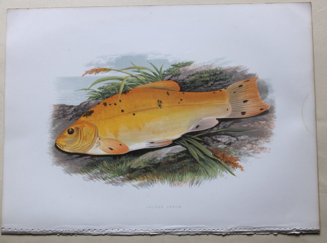 Golden Tench by Rev. W. Houghton 1879: This print of the Golden Tench is from British Fresh-Water Fishes by the Rev. William Houghton. Printed by Benjamin Fawcett and published by William MacKenzie of London in 1879.Original 144 year old h