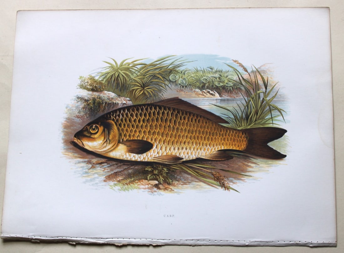 Carp by Rev. W. Houghton 1879: This print of the Carp is from British Fresh-Water Fishes by the Rev. William Houghton. Printed by Benjamin Fawcett and published by William MacKenzie of London in 1879.Original 129 year old hand-colo
