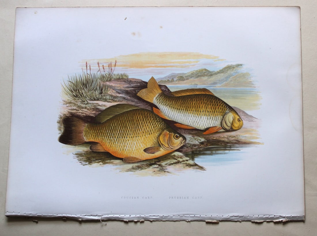 Crucian & Prussian Carps by Rev. W. Houghton 1879: This print of the Crucian & Prussian Carps is from British Fresh-Water Fishes by the Rev. William Houghton. Printed by Benjamin Fawcett and published by William MacKenzie of London in 1879.Original 14