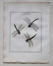 Dragonflies - Libellulae by Moses Harris 1776