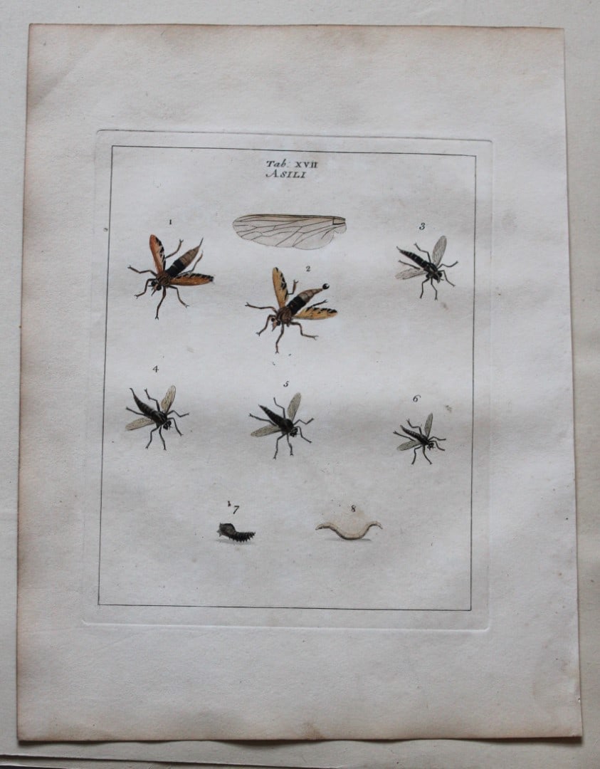 Robber flies - Asili by Moses Harris 1776 (1 of 1)