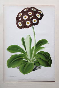 Auricula Horners Heroine by P Stroobant, 1880: This chromolithograph of Auricula Horner`s Heroine is from The Florist and Pomologist and Suburban Gardener by Thomas Moore. Published by Messrs Kent & Co, London, ca. 1880. This work was a pictorial