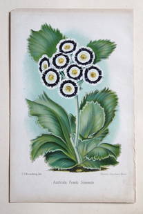 Auricula Frank Simonite by P Stroobant, 1880: This chromolithograph of Auricula Frank Simonite is from The Florist and Pomologist and Suburban Gardener by Thomas Moore. Published by Messrs Kent & Co, London, ca. 1880. This work was a pictorial