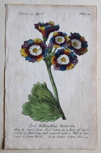 Auricula from The Compleat Florist by J Duke 1747: This copperplate engraving of Lord Willoughby’s Auricula is from The Compleat Florist?by J. Duke, published and sold by J Robinson at the Golden-Lyon, Ludgate, 1747. We are fortunate to have