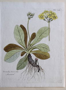 Primula Auricula by F Vietz c1800: This exceedingly rare and beautiful original hand colored copper engraving of Primula Auricula is from?Icones plantarum medico-oeconomico-technologicarum,?published in Vienna from 1800 to 1822.