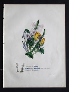 Violet, Crocus & Hyacinth by JE Giraud 1846: This original hand-coloured floral print of Violet, Crocus & Hyacinth is from The Flowers of Milton by Jane Elizabeth Giraud, Published privately, Faversham, 1846. This print is beautifully