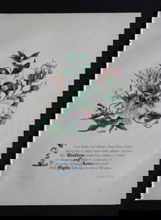 Woodbine, Ivy, Roses & Myrtle by JE Giraud 1846: This original hand-coloured floral print of Woodbine, Ivy, Roses & Myrtle is from The Flowers of Milton by Jane Elizabeth Giraud, Published privately, Faversham, 1846. This print is beautifully