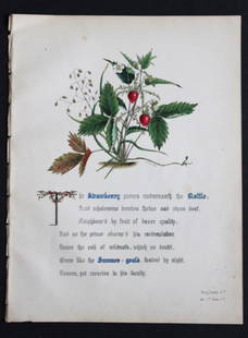 Strawberry and Nettle by JE Giraud 1845: This original hand-coloured floral print of Strawberry and Nettle is from The Flowers of Shakespeare by Jane Elizabeth Giraud, Published privately, Faversham, 1845. This print is beautifully illustrat