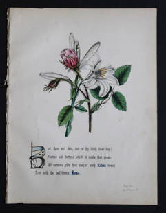 Lilies and Rose by JE Giraud 1845: This original hand-coloured floral print of Lilies and Rose is from The Flowers of Shakespeare by Jane Elizabeth Giraud, Published privately, Faversham, 1845. This print is beautifully illustrated and