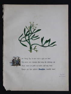 Samphire by JE Giraud 1845: This original hand-coloured floral print of Samphire is from The Flowers of Shakespeare by Jane Elizabeth Giraud, Published privately, Faversham, 1845. This print is beautifully illustrated and is acc